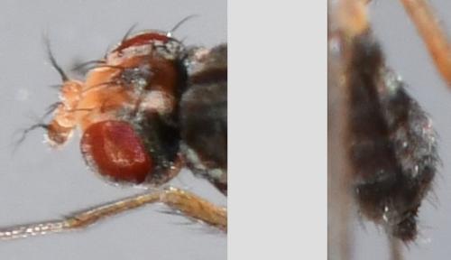 Scaptomyza pallida
